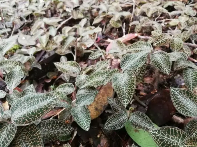 Китайские ученые в Ухане открыли Anoectochilus Roxburghii после 20 лет исследований и успешно разработали инновационный исследовательский препарат класса 1