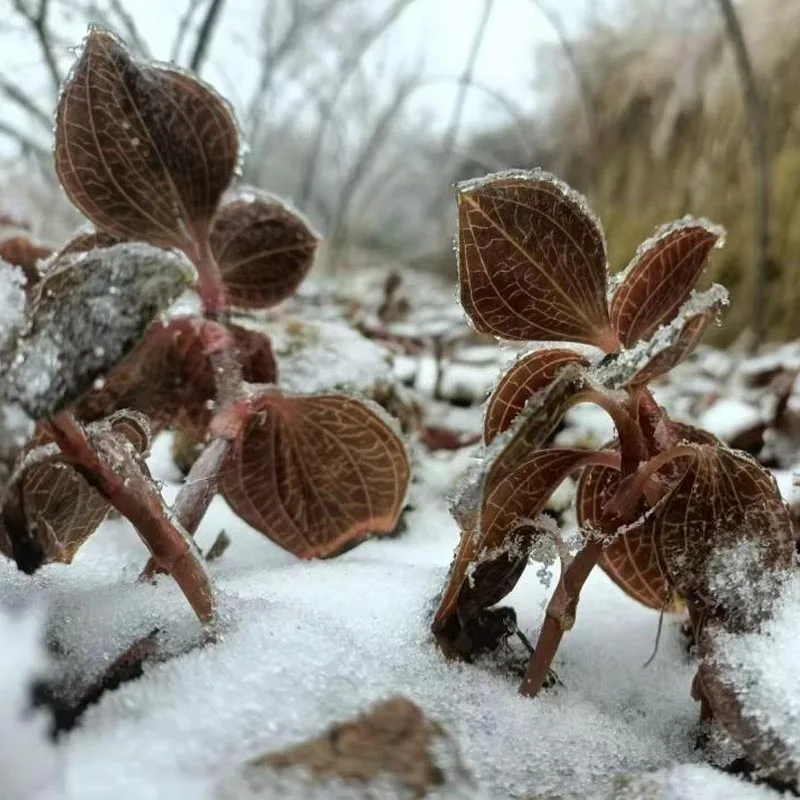 Органически культивированный сушеный Anoectochilus Roxburghii премиум-класса